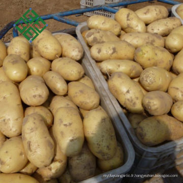 Chine Sacs de 25kg de pommes de terre fraîches à vendre